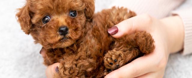 やりがい 裁量大 事業の根幹を支えるペットバイヤー募集 ペッツファースト株式会社の個人営業の求人 Wantedly