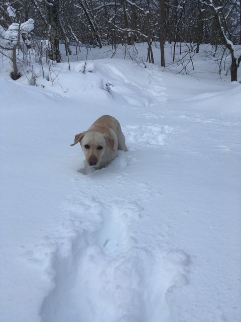 昨日の大雪で那須のスキー場では痛ましい事故が起きてしまいま 甲子高原フジヤホテル Wantedly